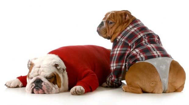 casal de bulldogs