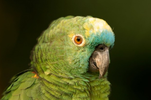 papagaio