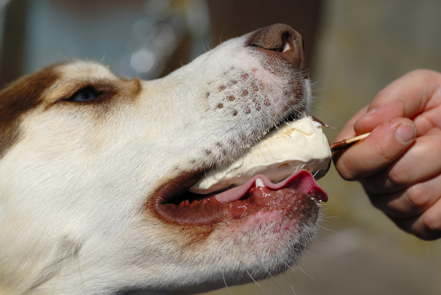 Alergia Alimentar Canina Alergia Alimentar Em Cachorros