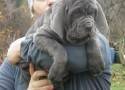 mastiff cinza filhote