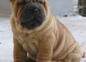 shar pei filhote